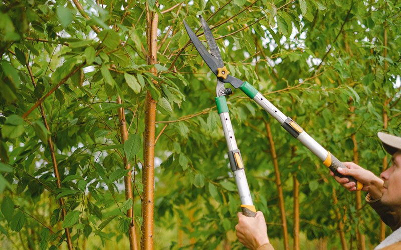 Tree trimming in Woolwine, VA