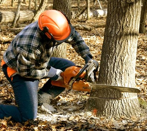 Tree Removal in Woolwine, VA